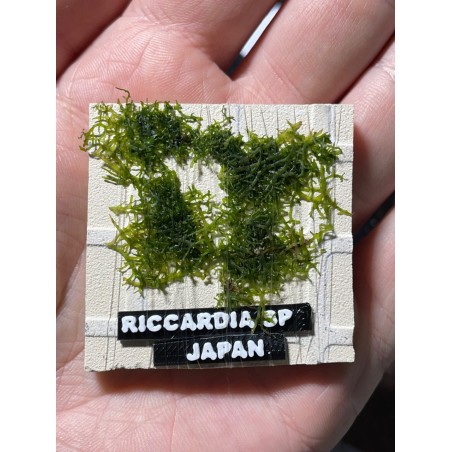 Riccardia Sp Japan
